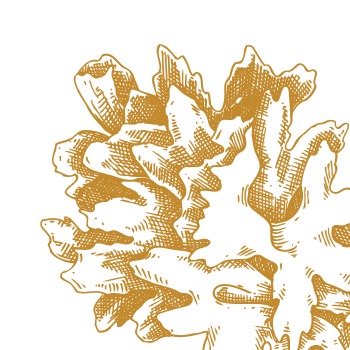 Πολύτιμο μαγικό μανιτάρι