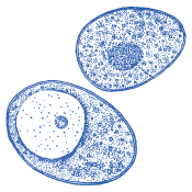 Ποιοτική επιλογή για καθημερινή χρήση